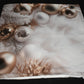 Christmas Pillow Slip Covers 18x18 Gold Ivory Taupe Xmas Wreath Tree Ornaments