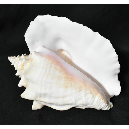 Vintage Queen Conch Sea Shell Large Conch Shell Tan White with Pink Interior